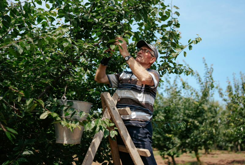 A man standing on a ladder picking olives