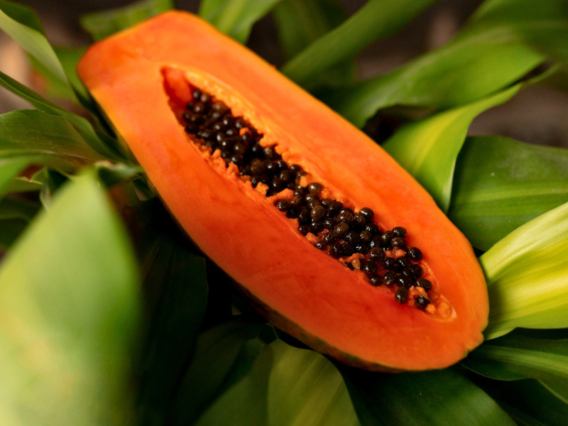 Area guide costa rica orange papaya on green leaves
