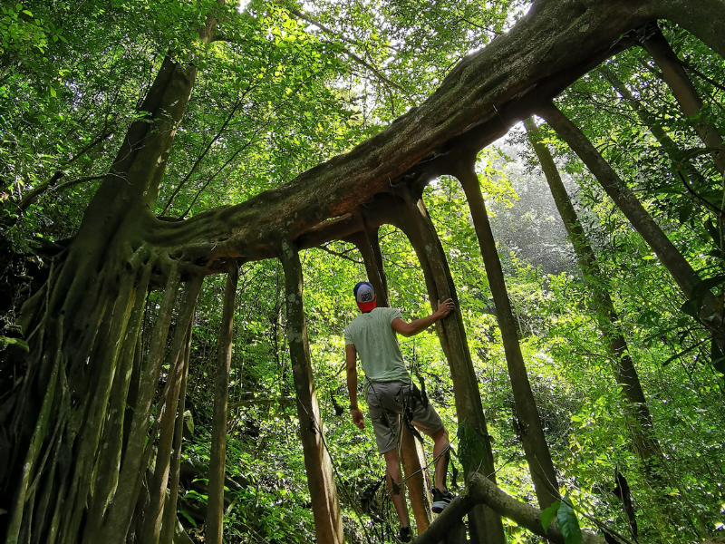 man climbing tree bridge costa rica area guide