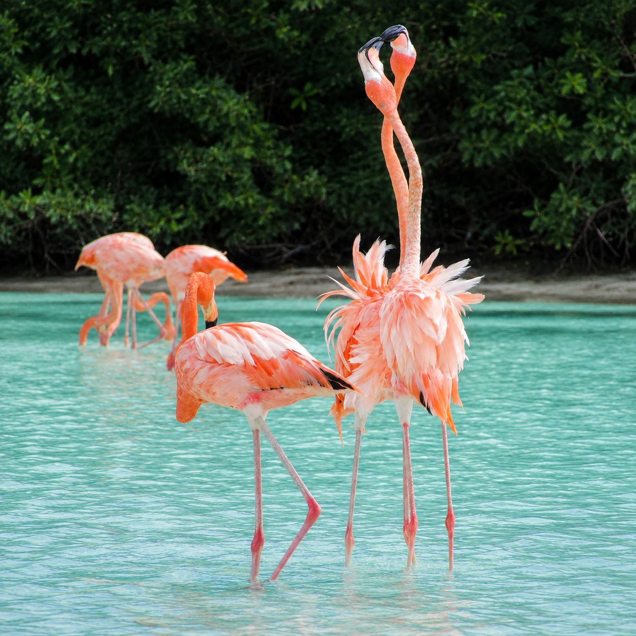 Flamingoes in blue water at Celestún Yucatan, Mexico