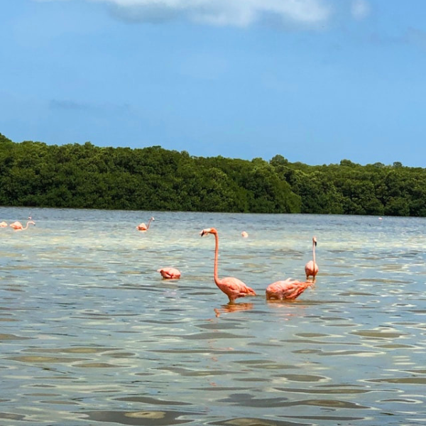 flamingoes in the water in Yucatan Mexico